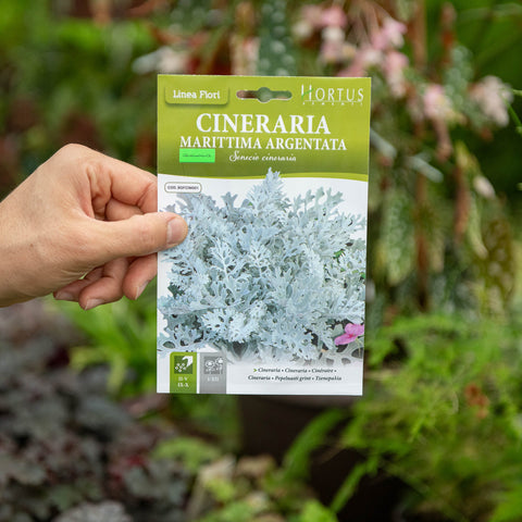 Simegarden Cineraria semi