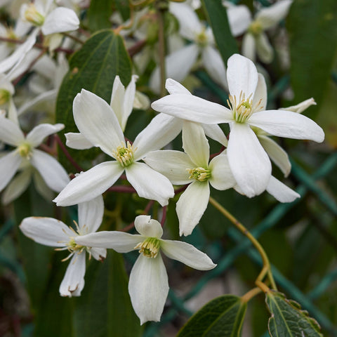 Simegarden Clematis armandii 15 cm