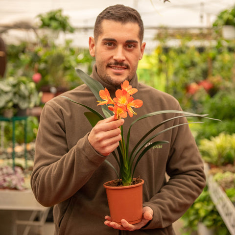 Simegarden Clivia miniata Arancione / 13 cm