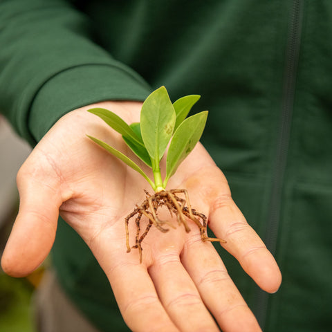 Simegarden Clusia idrocoltura