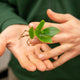 Simegarden Clusia idrocoltura