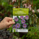 Simegarden Cobaea scandens violetta Semi