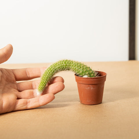 Simegarden Coda di scimmia 5.5cm