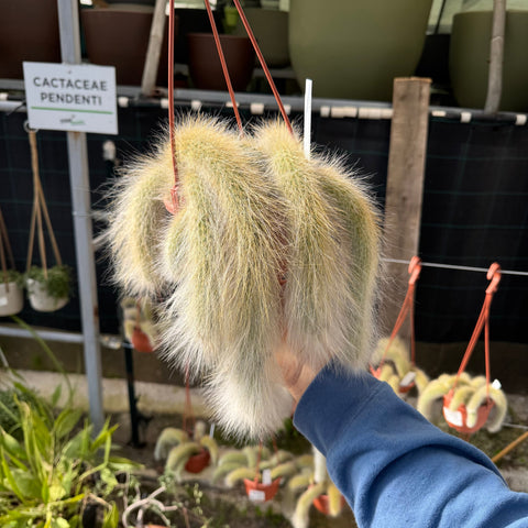 Simegarden Coda di scimmia pianta