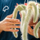 Simegarden Coda di scimmia pianta