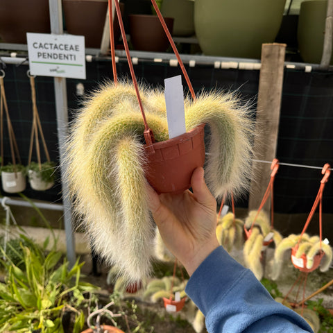 Simegarden Coda di scimmia pianta 14 cm