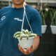 Simegarden Coda di scimmia pianta 14 cm - corta