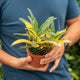 Simegarden Codiaeum sunny 12 cm