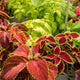 Simegarden Coleus