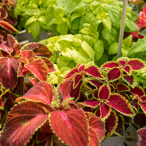 Simegarden Coleus
