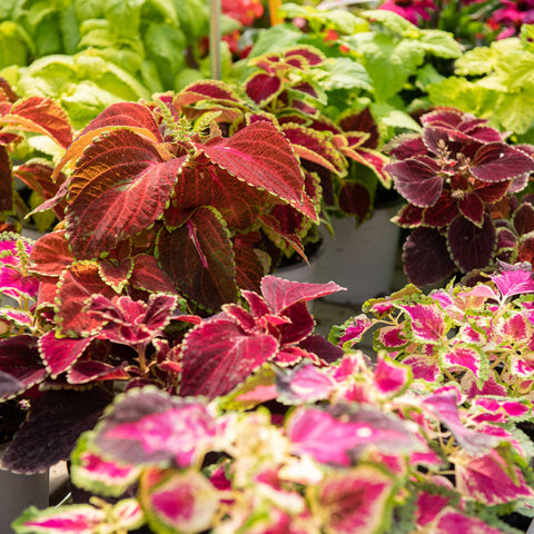 Simegarden Coleus