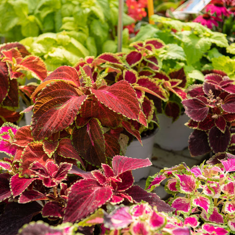 Simegarden Coleus