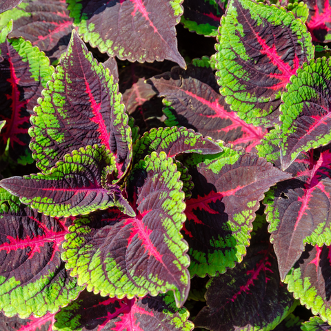 Simegarden Coleus