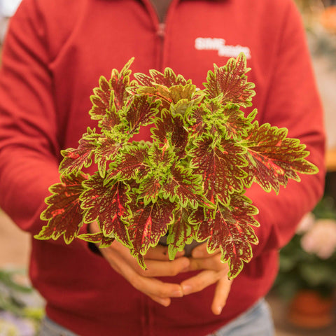 Simegarden Coleus bourbon street 13 cm