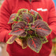 Simegarden Coleus orchard road 13 cm