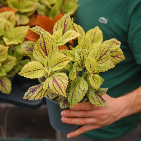 Simegarden Coleus pianta "green dreamz"