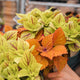 Simegarden Coleus pianta "green dreamz"