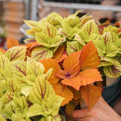 Simegarden Coleus pianta "green dreamz"