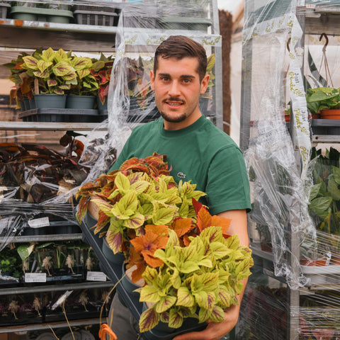 Simegarden Coleus pianta "green dreamz"