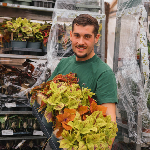 Simegarden Coleus pianta "green dreamz"