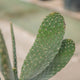 Simegarden Consolea rubescens