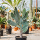 Simegarden Consolea rubescens