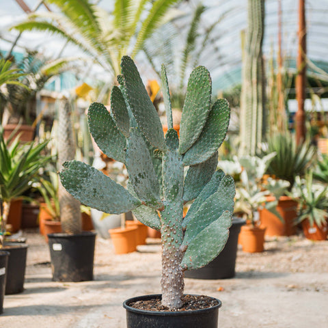 Simegarden Consolea rubescens