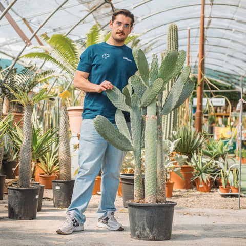 Simegarden Consolea rubescens 28-30 cm - esemplare