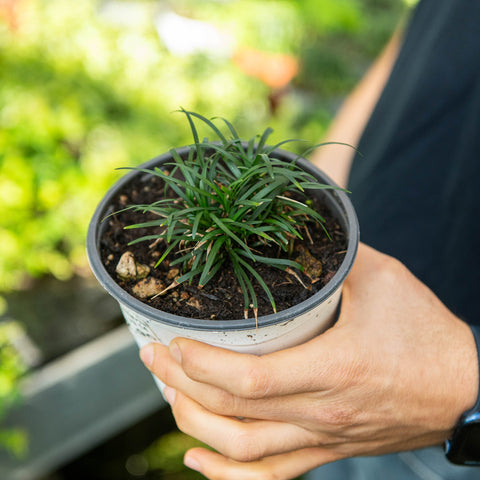 Simegarden Convallaria japonica nana 14 cm