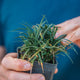 Simegarden Convallaria japonica nana 7cm