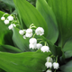 Simegarden Convallaria majalis 10 cm