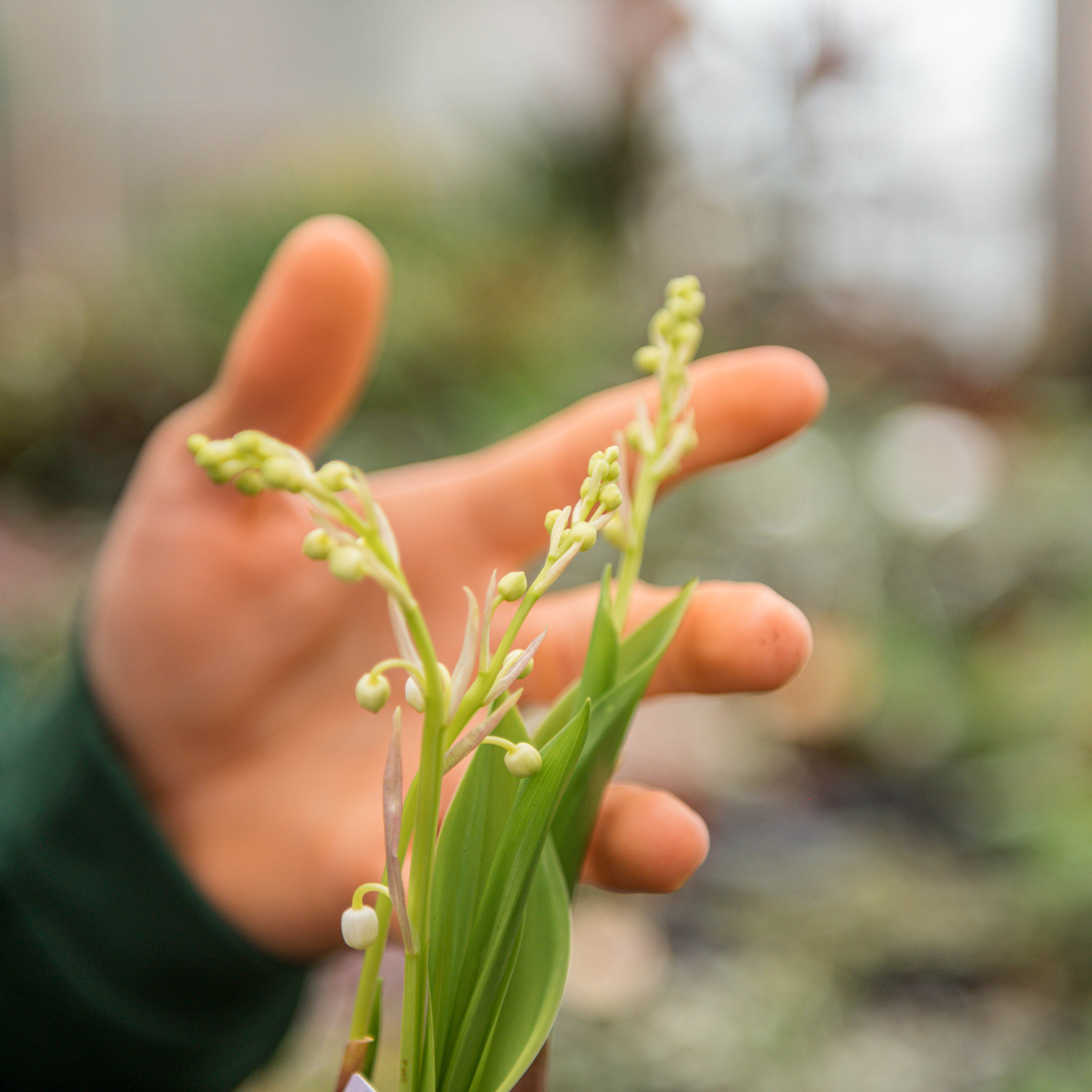 10 Rizomi Di Mughetto - Convallaria Majalis Per Giardinaggio, Fiori Profumati Da Piantare - Foto 3