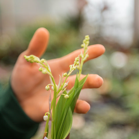 Simegarden Convallaria majalis 10 cm