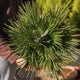 Simegarden Copia del Grevillea fireworks 24 cm