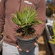 Simegarden Copia del Grevillea fireworks 24 cm