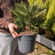 Simegarden Copia del Grevillea fireworks 24 cm