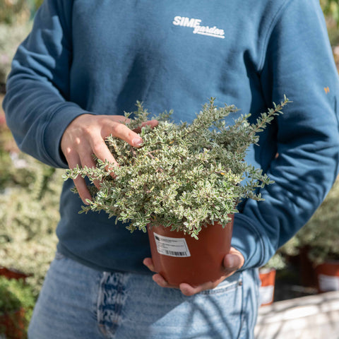 Simegarden Coprosma kirkii 17 cm