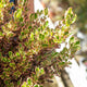Simegarden Coprosma repens 24 cm