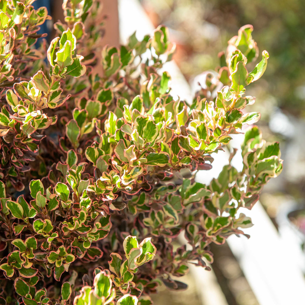 Coprosma repens – Simegarden