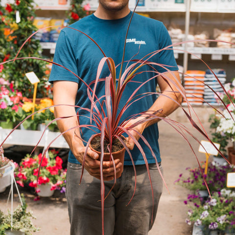 Simegarden Cordyline australis Cherry Sensation 15 cm