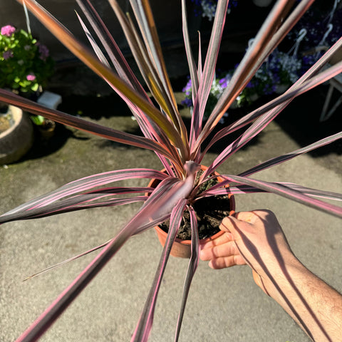 Simegarden Cordyline southern splendor 15 cm