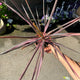 Simegarden Cordyline southern splendor 15 cm