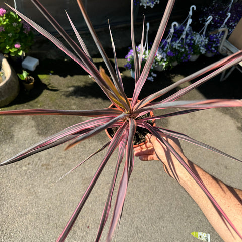 Simegarden Cordyline southern splendor 15 cm