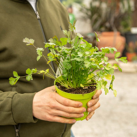 Simegarden Coriandolo pianta 14 cm