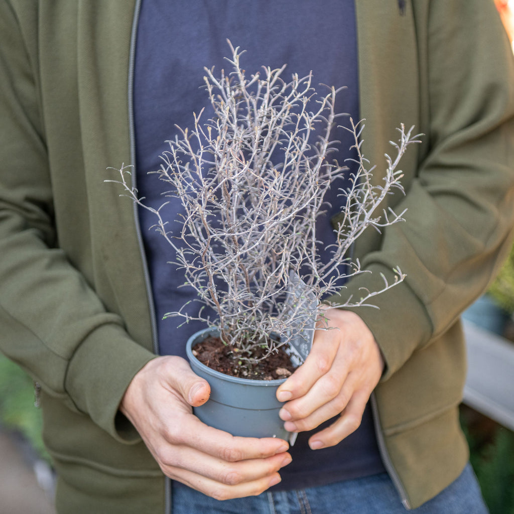 Corokia x virgata 'Maori Silver' – Simegarden