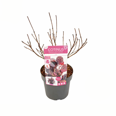 Simegarden Cotinus coggygria royal purple 19 cm