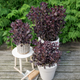 Simegarden Cotinus coggygria royal purple 19 cm