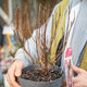 Simegarden Cotinus coggygria royal purple 19 cm