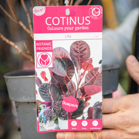 Simegarden Cotinus coggygria royal purple 19 cm