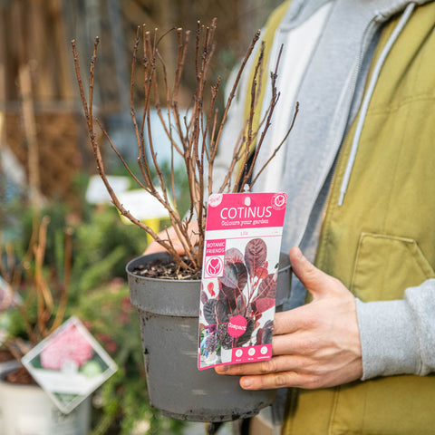 Simegarden Cotinus coggygria royal purple 19 cm